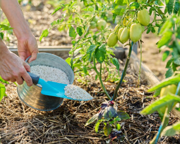 This Is the Best Time to Fertilize Your Vegetable Garden for a Bigger Harvest – and the 1 Time You Should Never Feed Plants This Is the Best Time to Fertilize Your Vegetable Garden for a Bigger Harvest – and the 1 Time You Should Never Feed Plants