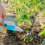 This Is the Best Time to Fertilize Your Vegetable Garden for a Bigger Harvest – and the 1 Time You Should Never Feed Plants