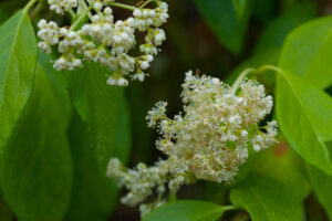 This Overlooked Hydrangea Cousin Is the Native Flowering Vine More Gardeners Should Be Growing