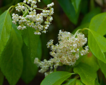 This Overlooked Hydrangea Cousin Is the Native Flowering Vine More Gardeners Should Be Growing This Overlooked Hydrangea Cousin Is the Native Flowering Vine More Gardeners Should Be Growing