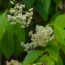 This Overlooked Hydrangea Cousin Is the Native Flowering Vine More Gardeners Should Be Growing