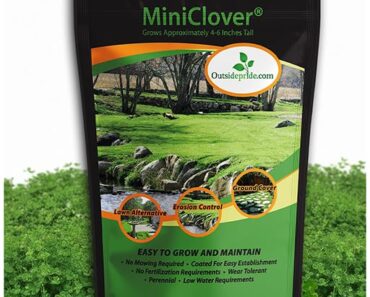 This Pretty Lawn Alternative Laughs Off Heatwaves – And Barely Ever Needs Mowing This Pretty Lawn Alternative Laughs Off Heatwaves – And Barely Ever Needs Mowing