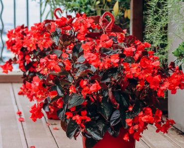 This Tropical Annual Is Always a Must-Have in My Shady Summer Containers for Colorful Blooms & Glossy Foliage This Tropical Annual Is Always a Must-Have in My Shady Summer Containers for Colorful Blooms & Glossy Foliage