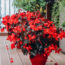 This Tropical Annual Is Always a Must-Have in My Shady Summer Containers for Colorful Blooms & Glossy Foliage