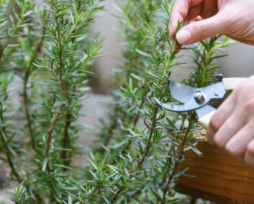 Veggies & Herbs May Taste Bland Based on When You Pick Them – Here’s the Best (and Worst) Time of Day to Harvest for Peak Flavor