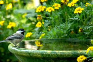 Want a Bird Bath, But Only Have a Small Balcony? These Cute Clip-On Options Fit Over a Railing & Work With Any Budget