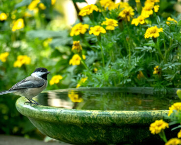Want a Bird Bath, But Only Have a Small Balcony? These Cute Clip-On Options Fit Over a Railing & Work With Any Budget Want a Bird Bath, But Only Have a Small Balcony? These Cute Clip-On Options Fit Over a Railing & Work With Any Budget