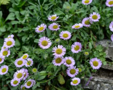 We Polled Hundreds of Gardeners on the Most Underrated Plants – Here’s What They Said