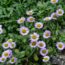 We Polled Hundreds of Gardeners on the Most Underrated Plants – Here’s What They Said