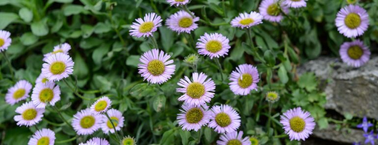 We Polled Hundreds of Gardeners on the Most Underrated Plants – Here’s What They Said We Polled Hundreds of Gardeners on the Most Underrated Plants – Here’s What They Said