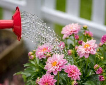 What Dahlias Need in July – 4 Vital Tasks for Dinnerplate Blooms and Buckets of Flowers Through Fall What Dahlias Need in July – 4 Vital Tasks for Dinnerplate Blooms and Buckets of Flowers Through Fall