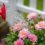 What Dahlias Need in July – 4 Vital Tasks for Dinnerplate Blooms and Buckets of Flowers Through Fall