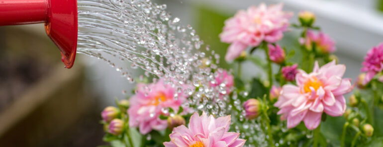 What Dahlias Need in July – 4 Vital Tasks for Dinnerplate Blooms and Buckets of Flowers Through Fall