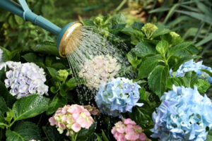 What Hydrangeas Need in August – 7 Key Tasks to Protect Blooms Through Late Summer Heat