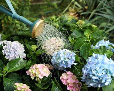 What Hydrangeas Need in August – 7 Key Tasks to Protect Blooms Through Late Summer Heat What Hydrangeas Need in August – 7 Key Tasks to Protect Blooms Through Late Summer Heat