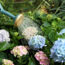 What Hydrangeas Need in August – 7 Key Tasks to Protect Blooms Through Late Summer Heat