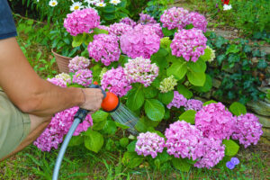 What Hydrangeas Need in July – 6 Vital Tasks for Vibrant, Fade-Free Blooms