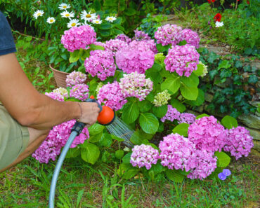 What Hydrangeas Need in July – 6 Vital Tasks for Vibrant, Fade-Free Blooms