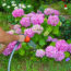 What Hydrangeas Need in July – 6 Vital Tasks for Vibrant, Fade-Free Blooms