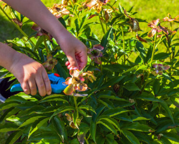 What Peonies Need in July – 4 Vital Tasks to Prevent Disease and Enjoy Big, Blousy Blooms Next Year What Peonies Need in July – 4 Vital Tasks to Prevent Disease and Enjoy Big, Blousy Blooms Next Year