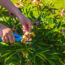 What Peonies Need in July – 4 Vital Tasks to Prevent Disease and Enjoy Big, Blousy Blooms Next Year