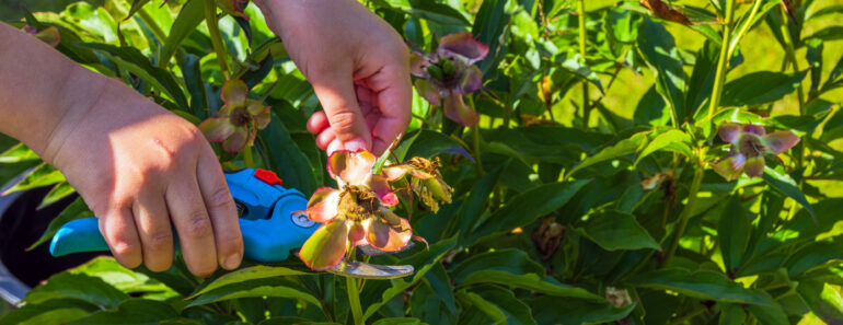 What Peonies Need in July – 4 Vital Tasks to Prevent Disease and Enjoy Big, Blousy Blooms Next Year What Peonies Need in July – 4 Vital Tasks to Prevent Disease and Enjoy Big, Blousy Blooms Next Year