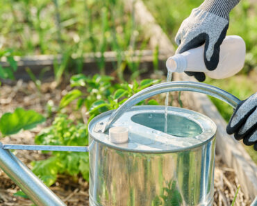 What Pepper Plants Need in July – 5 Easy Yet Essential Tasks to Do Before the Month Ends for a Sweet & Spicy Harvest