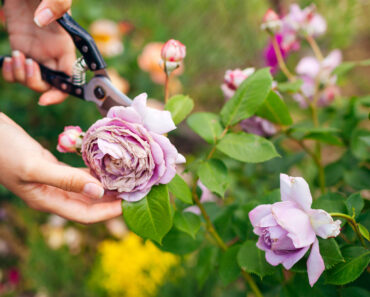 What Roses Need in July for Gorgeous Blooms – 5 Key Tasks and the Mistake That Can Stop Flowering What Roses Need in July for Gorgeous Blooms – 5 Key Tasks and the Mistake That Can Stop Flowering