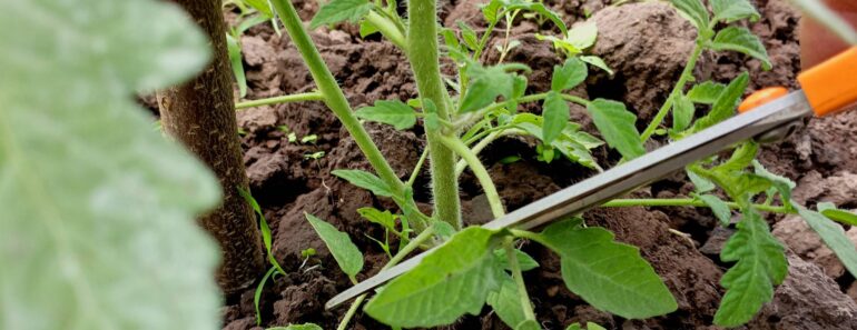 What to Do With Tomatoes in July to Keep the Harvests Coming – 6 Vital Tasks for More Fruit and Fewer Problems What to Do With Tomatoes in July to Keep the Harvests Coming – 6 Vital Tasks for More Fruit and Fewer Problems