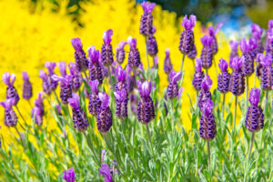 What to Do with Your Lavender in July Heatwaves to Extend the Blooming Season for As Long as Possible