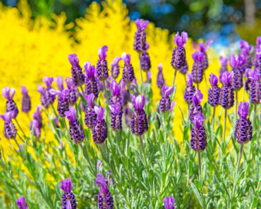 What to Do with Your Lavender in July Heatwaves to Extend the Blooming Season for As Long as Possible What to Do with Your Lavender in July Heatwaves to Extend the Blooming Season for As Long as Possible