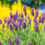 What to Do with Your Lavender in July Heatwaves to Extend the Blooming Season for As Long as Possible