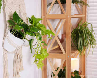 What to Do With Your Pothos in July – 5 Quick Tasks for Longer Vines, Fuller Growth, and Glossier Leaves