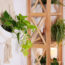 What to Do With Your Pothos in July – 5 Quick Tasks for Longer Vines, Fuller Growth, and Glossier Leaves