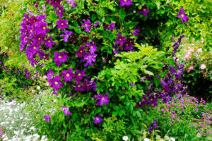 What Your Clematis Needs in July – 5 Vital Tasks to Fit in Before the Month Ends for Lush Growth and Masses of Blooms