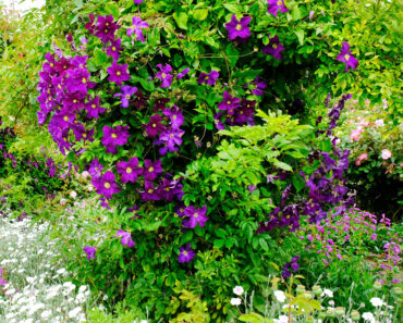 What Your Clematis Needs in July – 5 Vital Tasks to Fit in Before the Month Ends for Lush Growth and Masses of Blooms What Your Clematis Needs in July – 5 Vital Tasks to Fit in Before the Month Ends for Lush Growth and Masses of Blooms