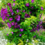 What Your Clematis Needs in July – 5 Vital Tasks to Fit in Before the Month Ends for Lush Growth and Masses of Blooms
