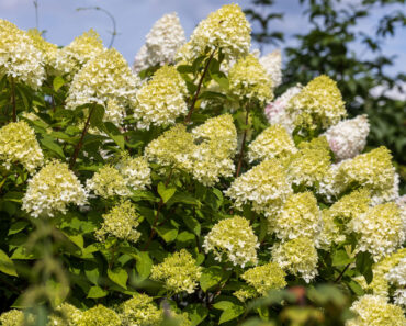 Why You Should Never Plant These 5 Shrubs in July – and the Gorgeous Alternatives You Need to Try Instead Why You Should Never Plant These 5 Shrubs in July – and the Gorgeous Alternatives You Need to Try Instead