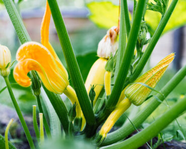 Why Your Zucchini Is Only Growing Duds – and the Simple Fix That Gets Fruits Forming Fast