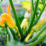 Why Your Zucchini Is Only Growing Duds – and the Simple Fix That Gets Fruits Forming Fast