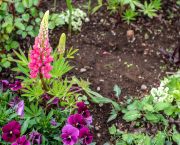 Wildlife Lovers, Here are the 3 Reasons Why You Should Leave a Patch of Bare Soil in Your Backyard