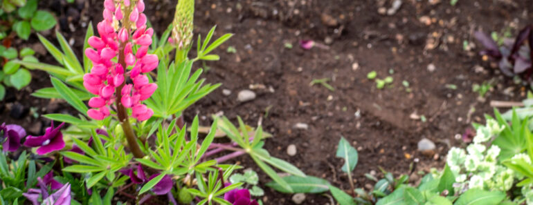 Wildlife Lovers, Here are the 3 Reasons Why You Should Leave a Patch of Bare Soil in Your Backyard Wildlife Lovers, Here are the 3 Reasons Why You Should Leave a Patch of Bare Soil in Your Backyard