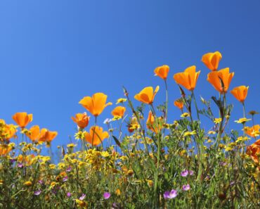 You’ll Regret Planting These 5 Flowers – They Self-Seed Everywhere and Never Truly Leave