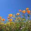 You’ll Regret Planting These 5 Flowers – They Self-Seed Everywhere and Never Truly Leave