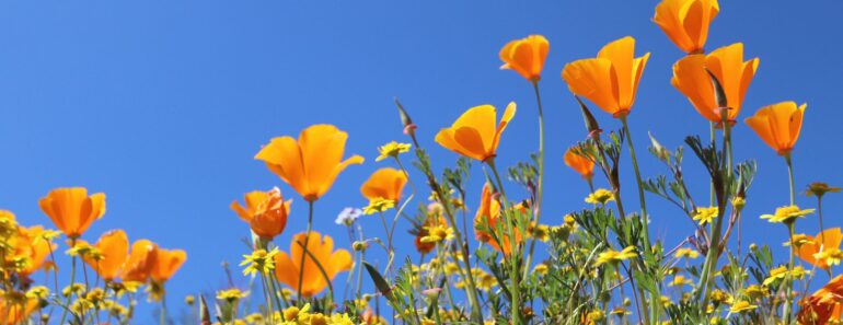 You’ll Regret Planting These 5 Flowers – They Self-Seed Everywhere and Never Truly Leave