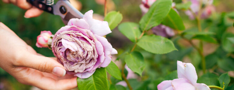 Your Morning Routine Could Be Why Your Roses Are Struggling – Here’s Why I Check Mine Before Coffee