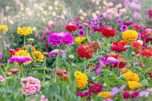 Zinnias: the Sun-Loving Blooms You Can Still Grow in a Heatwave