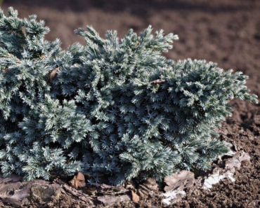 10 Front-Yard Shrubs Landscape Designers Love But Anyone Can Grow – They Need Almost No Watering