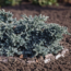 10 Front-Yard Shrubs Landscape Designers Love But Anyone Can Grow – They Need Almost No Watering