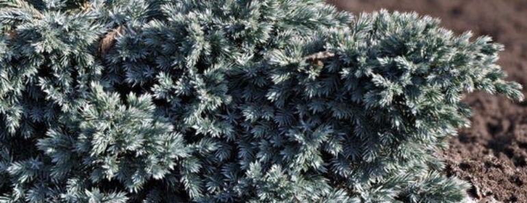 10 Front-Yard Shrubs Landscape Designers Love But Anyone Can Grow – They Need Almost No Watering